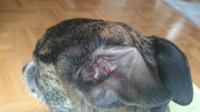 Öl ins Ohr einmassieren